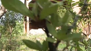 Two Lovely Japanese Babes Ride On Hard Cocks