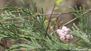 Love Is In The Air - Ivy Rein & Sarah Cute